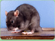 rat control Camberwell