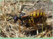 wasp control Camberwell