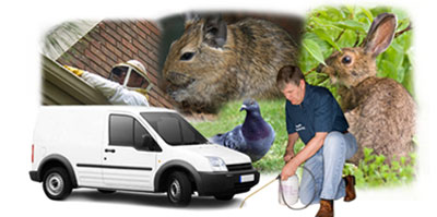 Camberwell local van